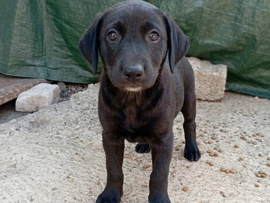 Adozione cane, femmina, Razza sconosciuta Razza sconosciuta, 4 mesi, taglia media, Frosinone