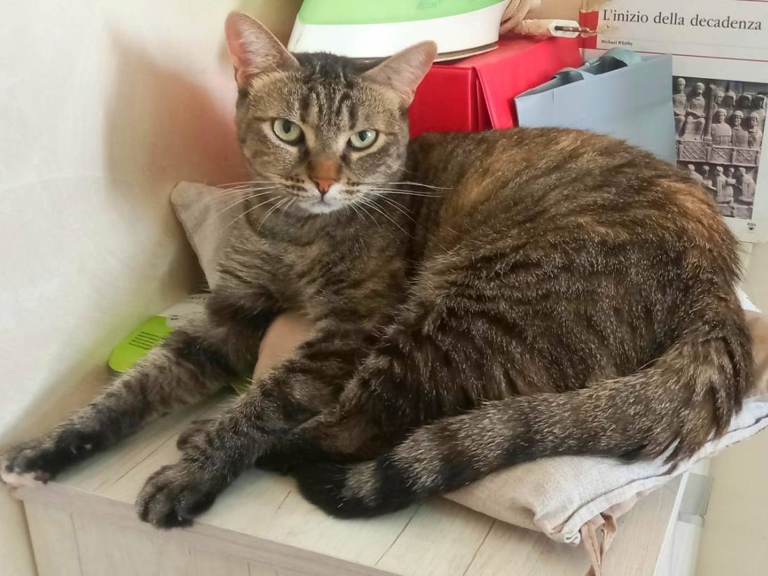 Adotta un gatto, femmina, 6 anni e 4 mesi, Milano