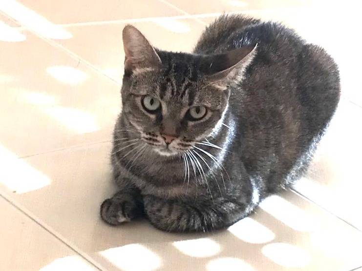 Adotta un gatto, taglia non valida, femmina, Milano