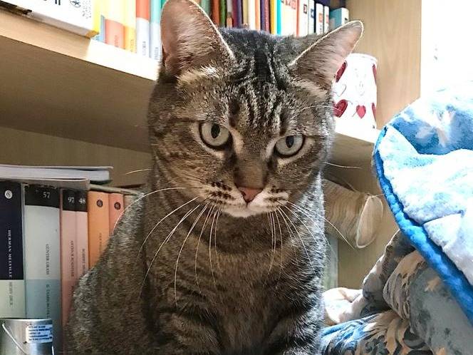 Adotta il gatto Marina a Milano