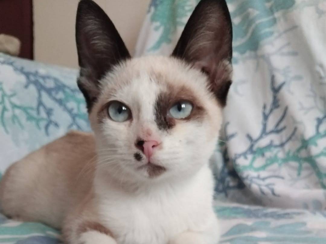 Adozione gatto, maschio, Razza sconosciuta Razza sconosciuta, 4 mesi, taglia non valida, Brescia