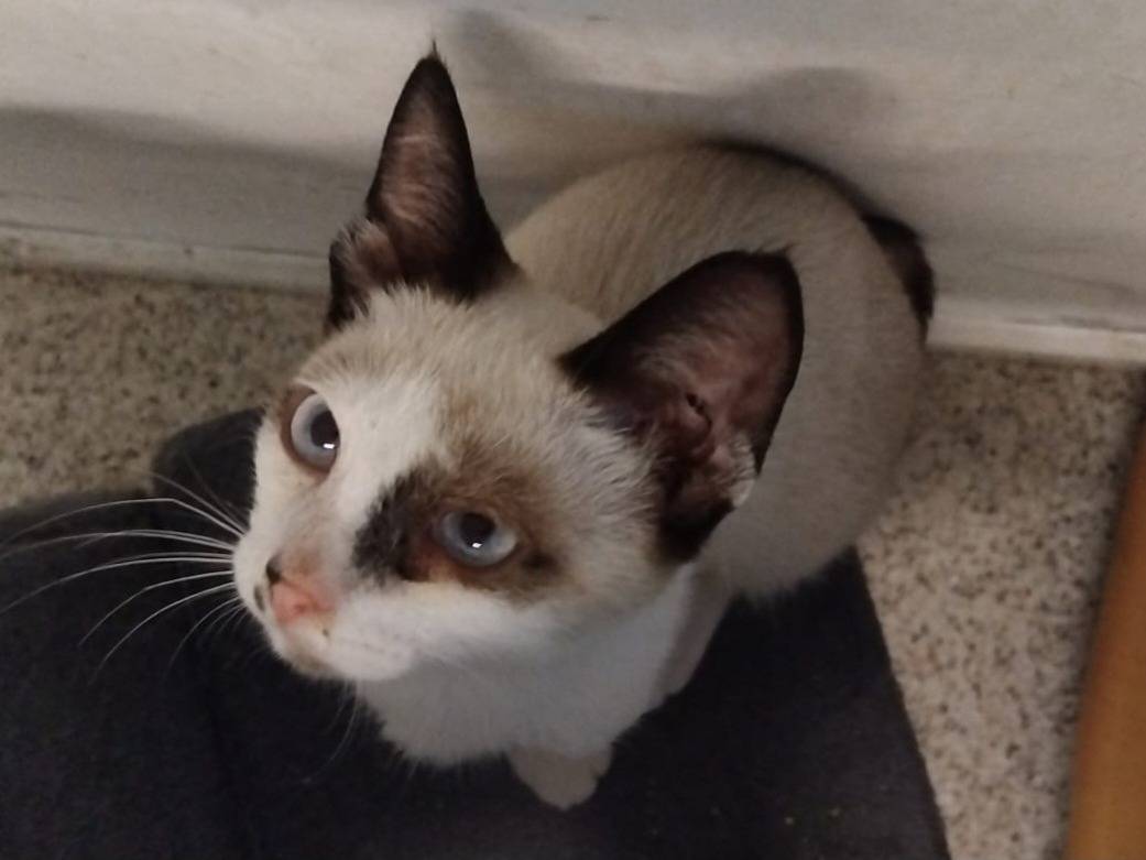 Vuoi adottare un gatto a Brescia?