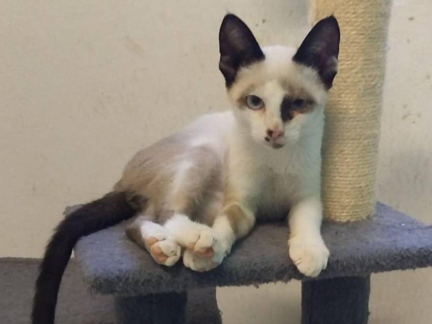 Adotta il gatto Celestino a Brescia