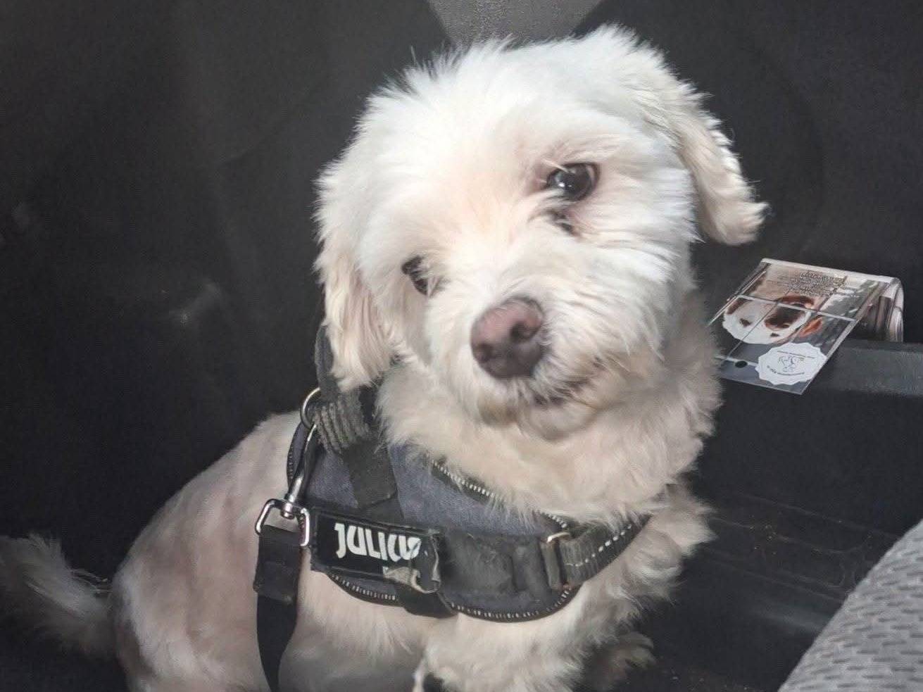 Adozione cane, maschio, Maltese Razza sconosciuta, 5 anni e 1 mese, taglia piccola, Vibo