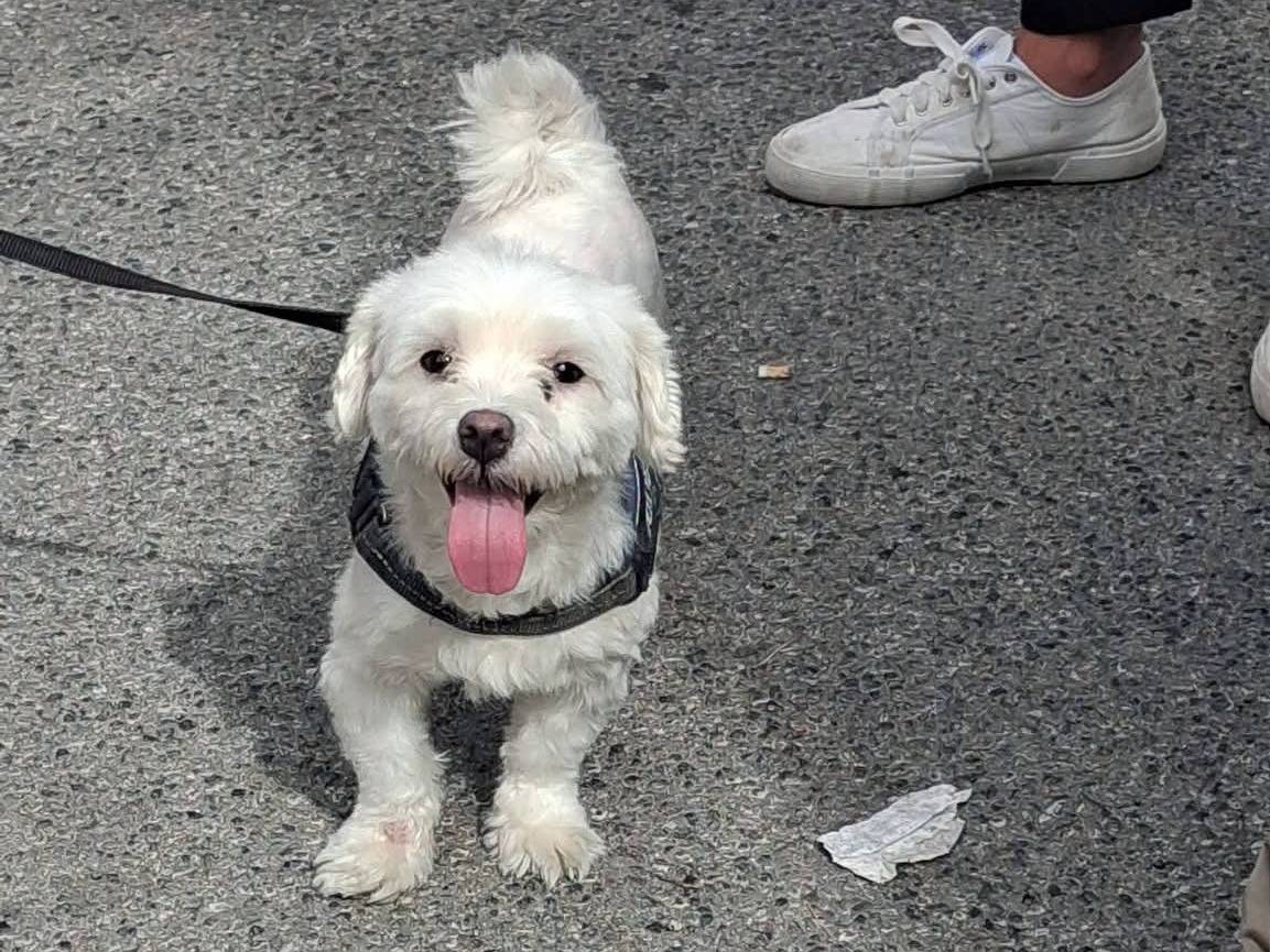 Adotta un cane, maschio, 5 anni e 1 mese, Vibo