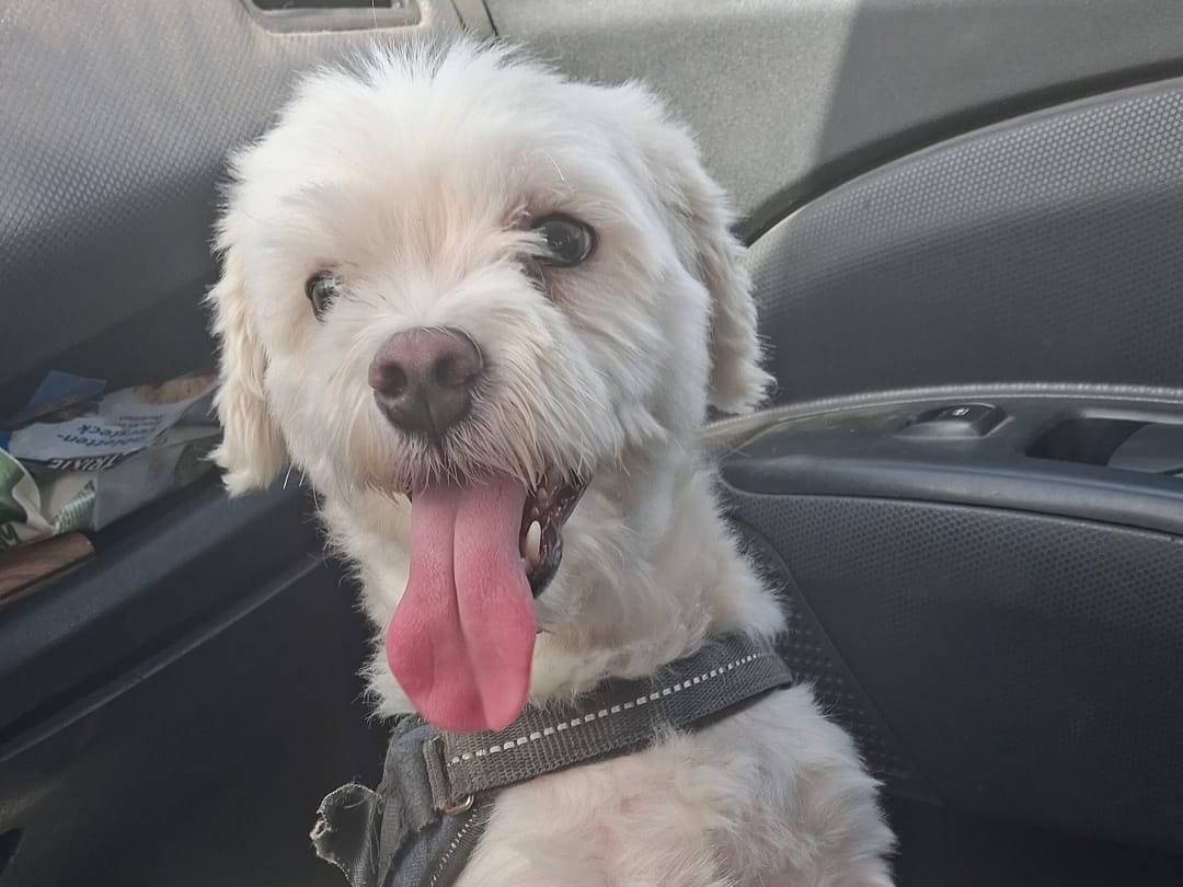 Adotta un cane, taglia piccola, maschio, Vibo
