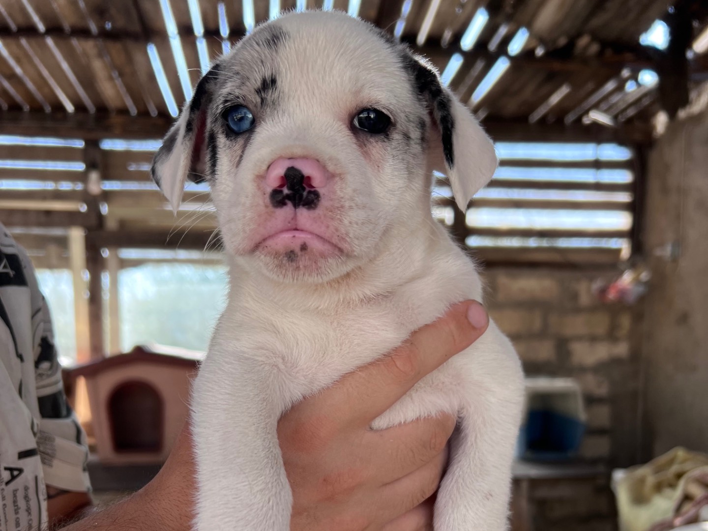 Adozione cane, maschio, Bulldog francese Razza sconosciuta, 3 mesi, taglia media contenuta, Siracusa