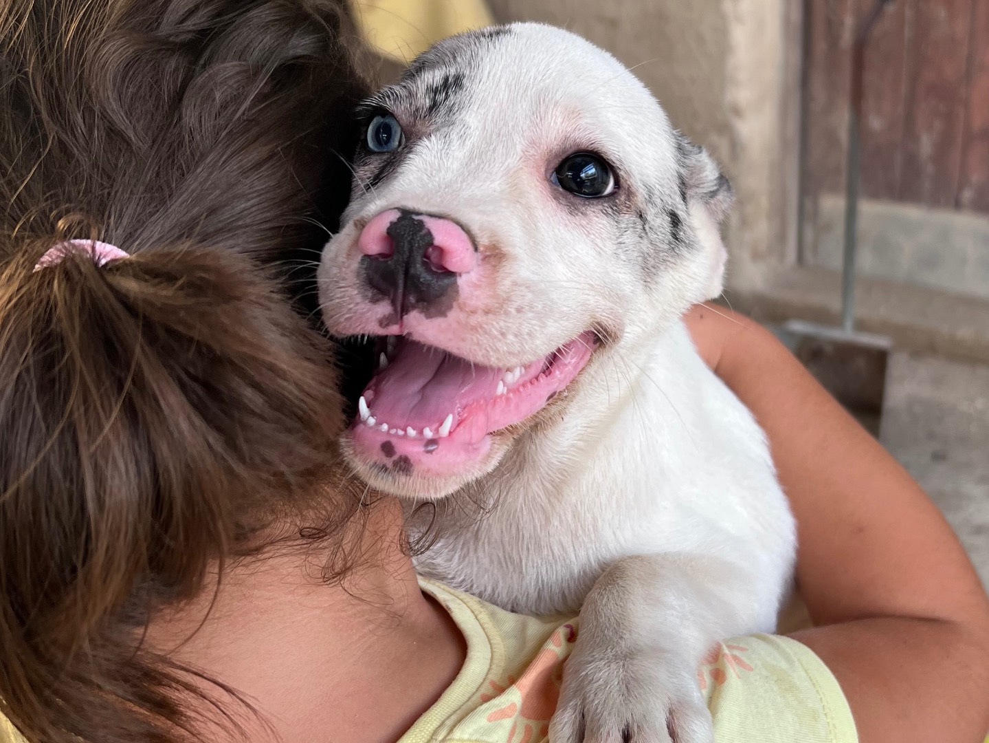 Adotta un cane, maschio, 3 mesi, Siracusa