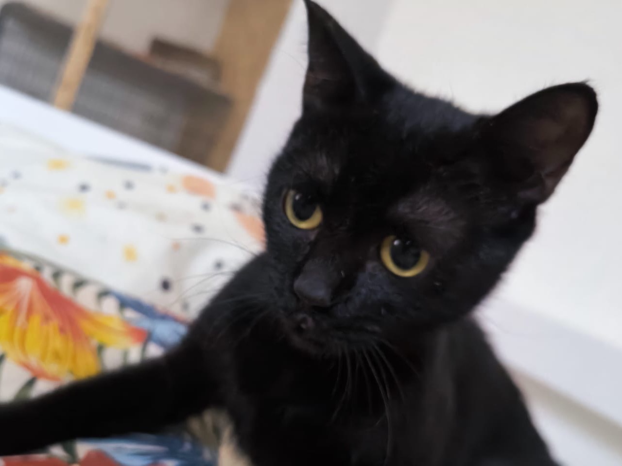 Adotta un gatto, taglia non valida, femmina, Bari