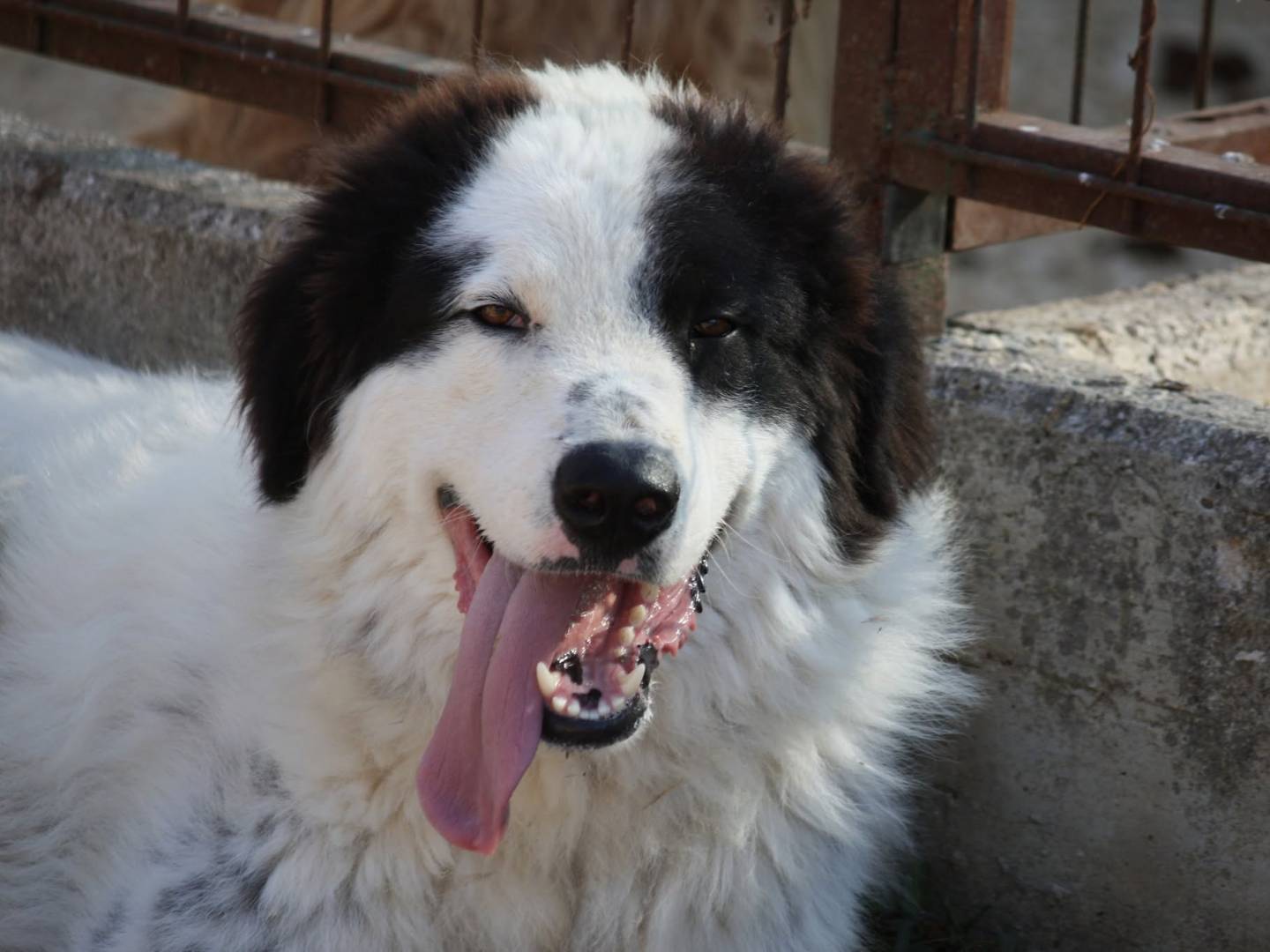 Adozione cane, maschio, Razza sconosciuta Razza sconosciuta, 9 mesi, taglia gigante, Bari