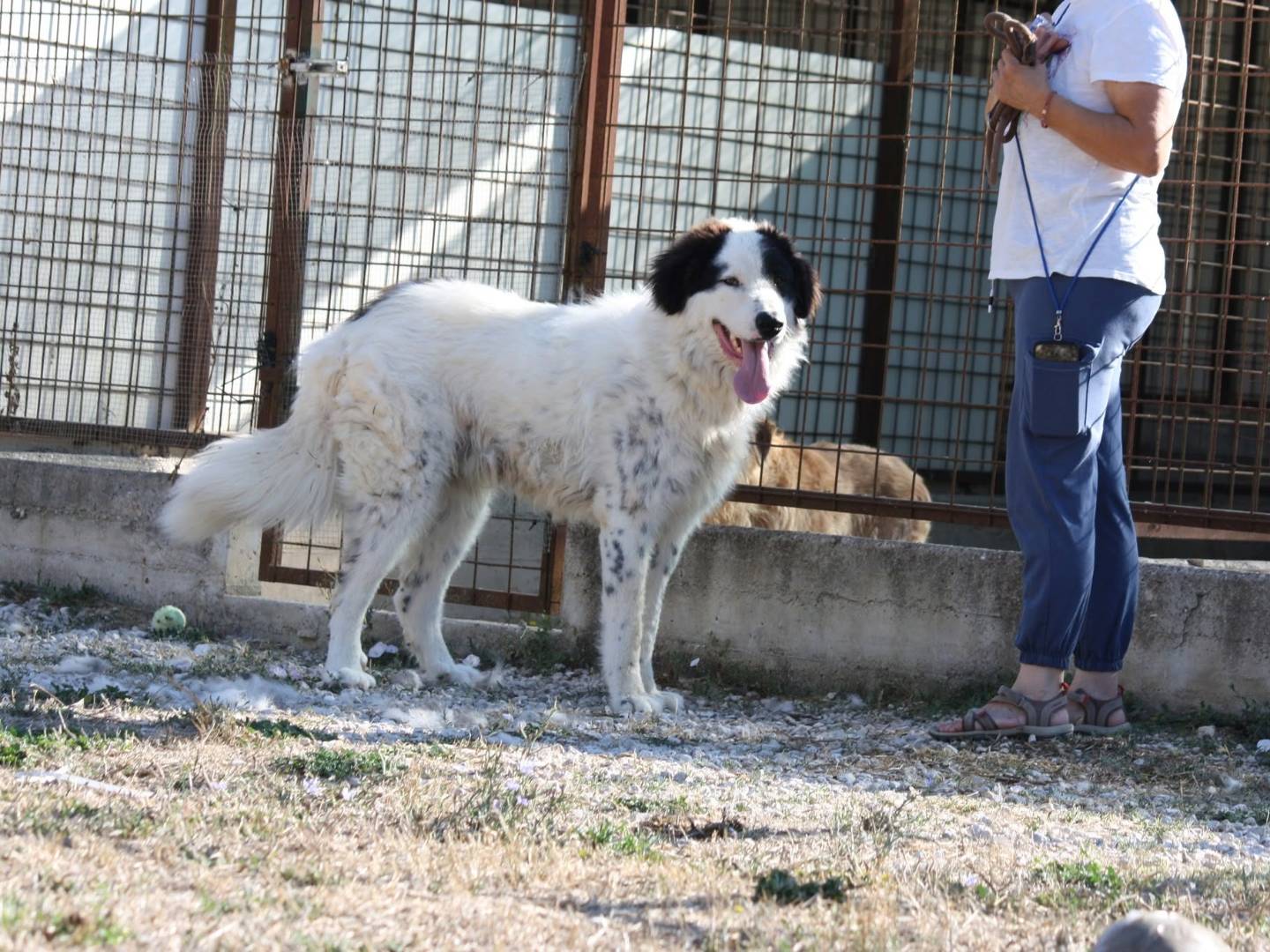Adotta un cane, maschio, 9 mesi, Bari