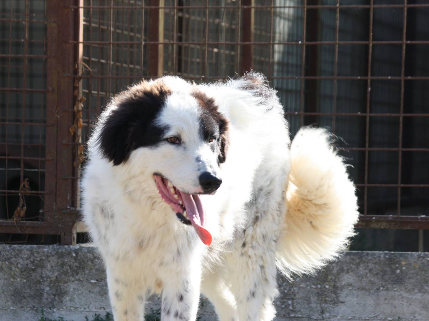 Adotta un cane, taglia gigante, maschio, Bari