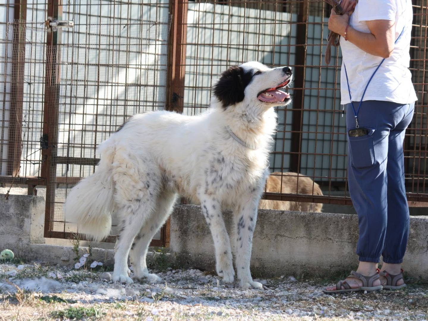 Vuoi adottare un cane a Bari?