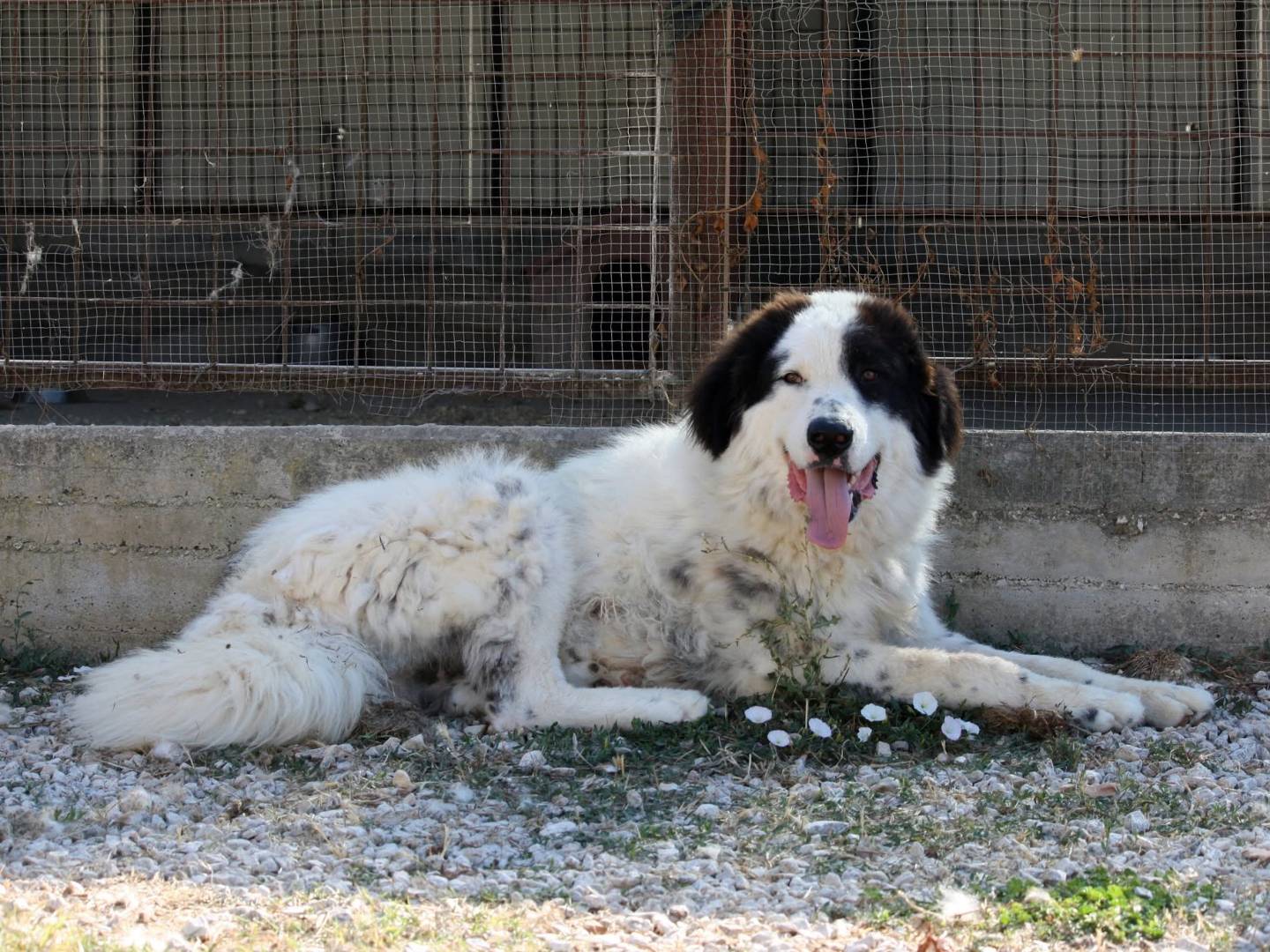 Adotta il cane Giulio Cesare a Bari