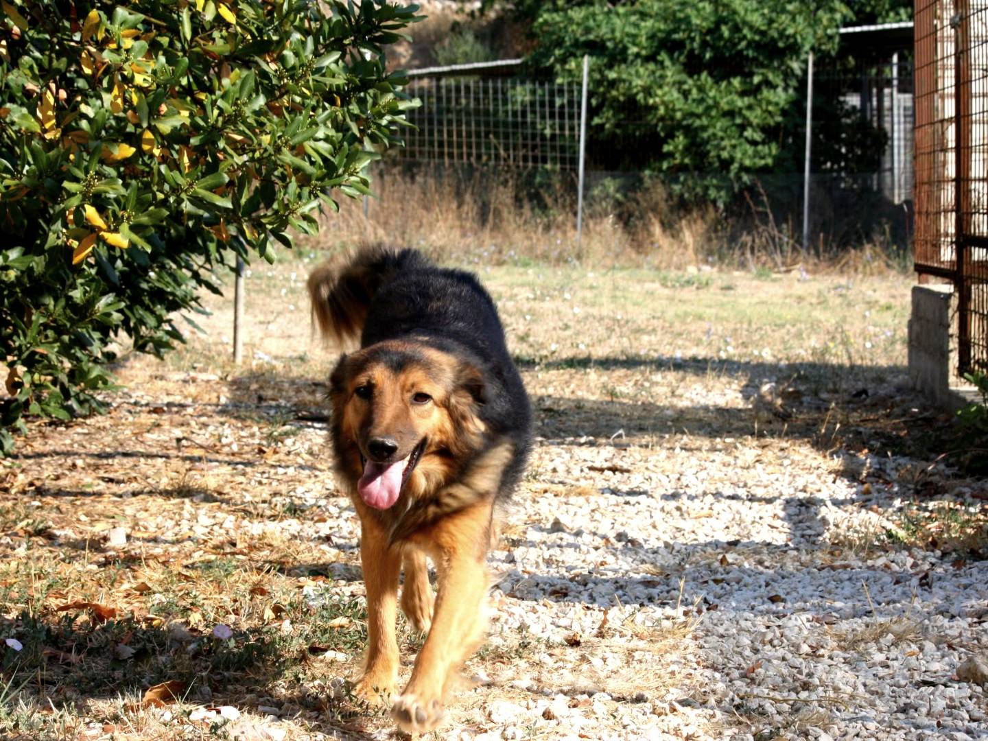 Foto 3 dell'animale