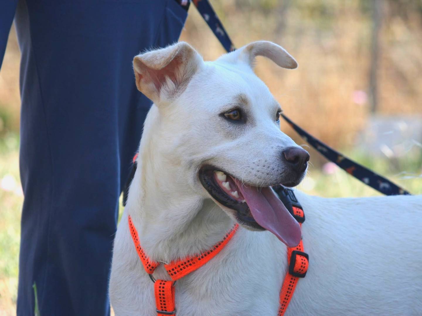 Adozione cane, femmina, Akita Razza sconosciuta, 10 mesi, taglia media, Bari