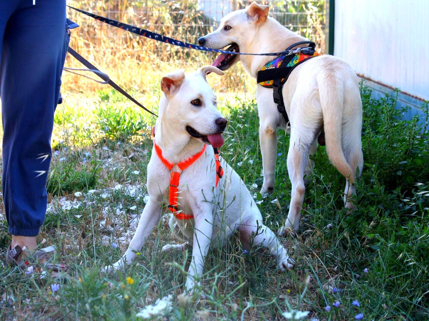 Adotta un cane, femmina, 10 mesi, Bari