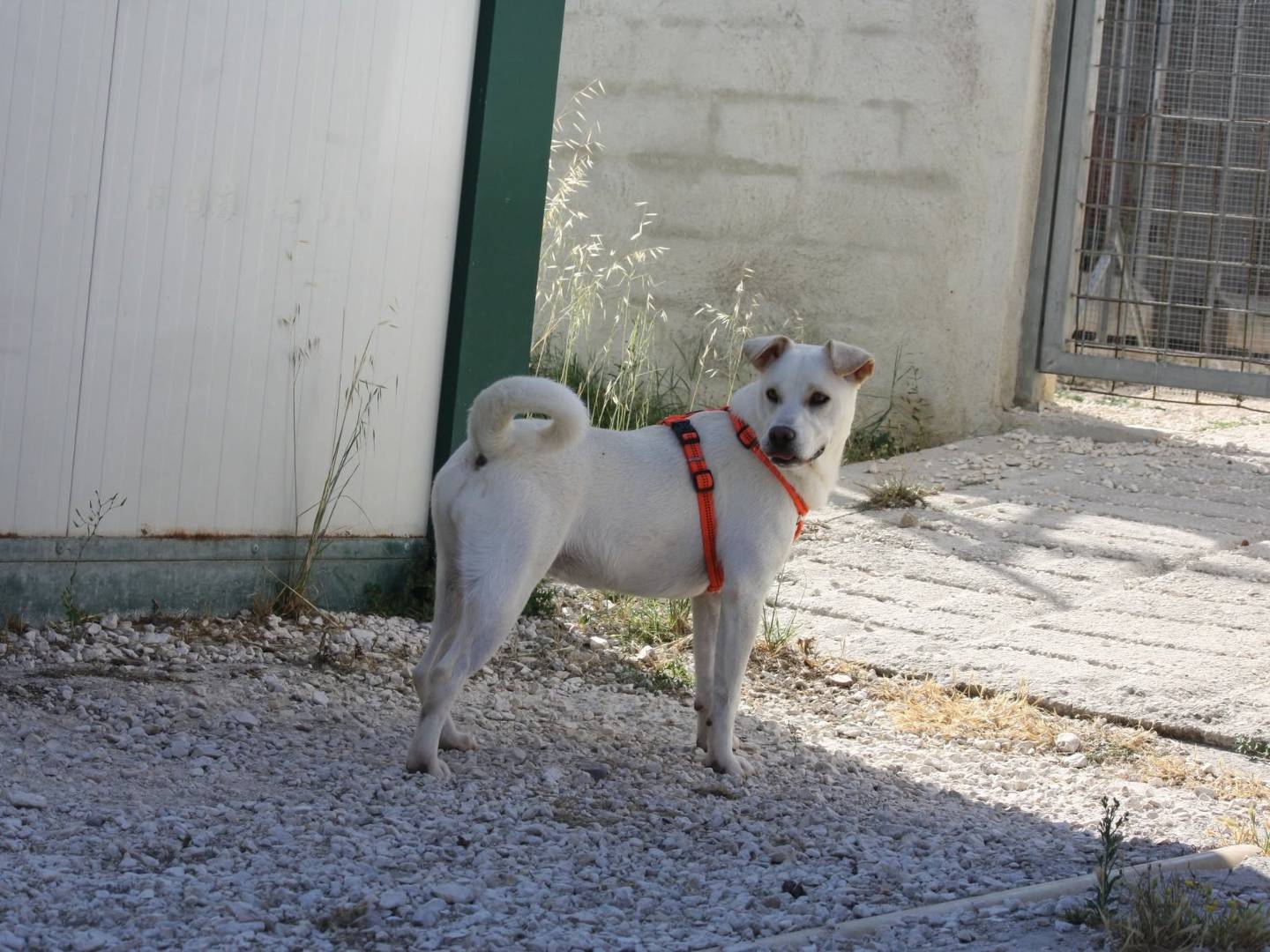 Adotta un cane, taglia media, femmina, Bari