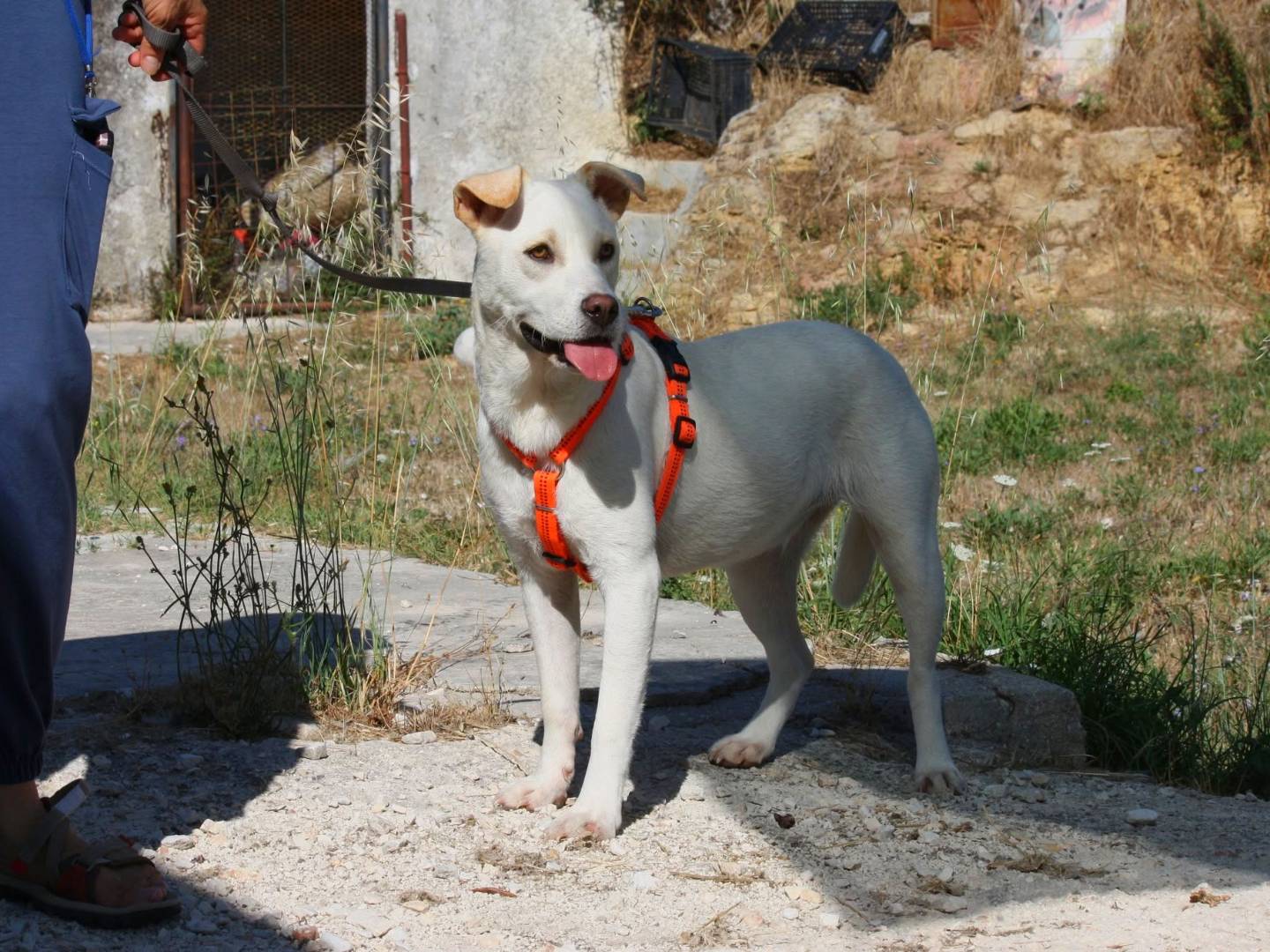 Vuoi adottare un cane a Bari?
