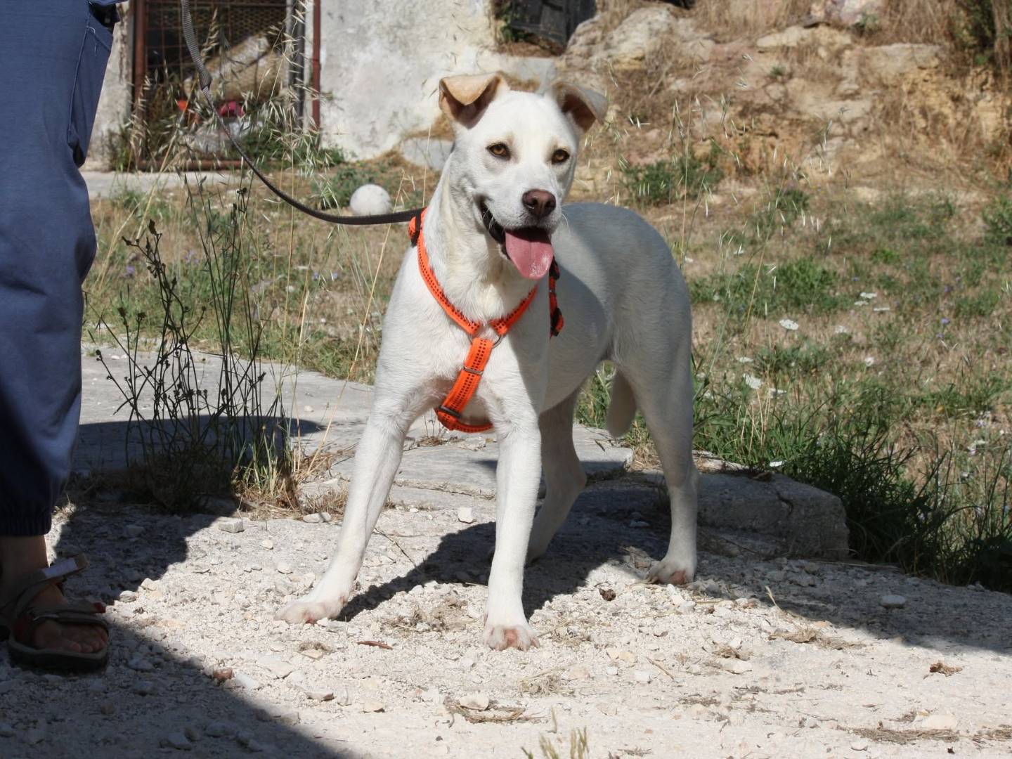 Adotta il cane Akira a Bari