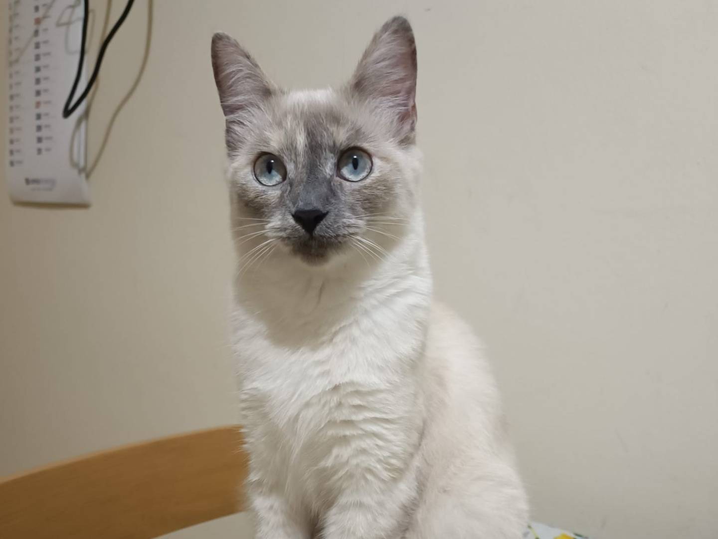 Adozione gatto, femmina, Siamese Ragdoll , 2 anni e 2 mesi, taglia non valida, Parma