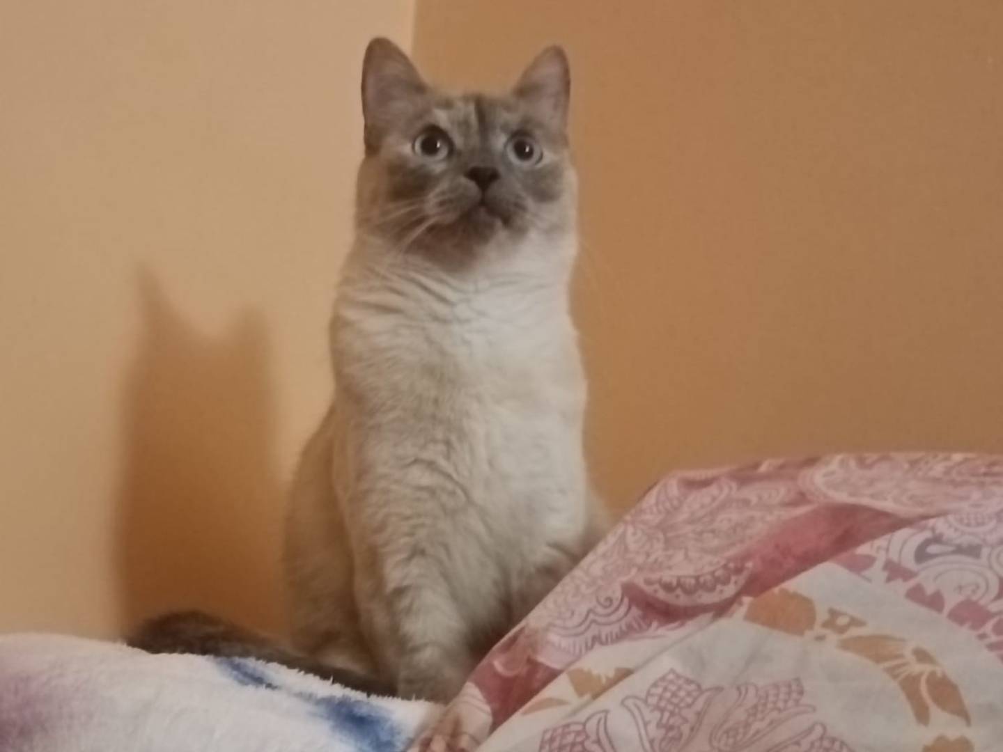 Adotta un gatto, femmina, 2 anni e 2 mesi, Parma