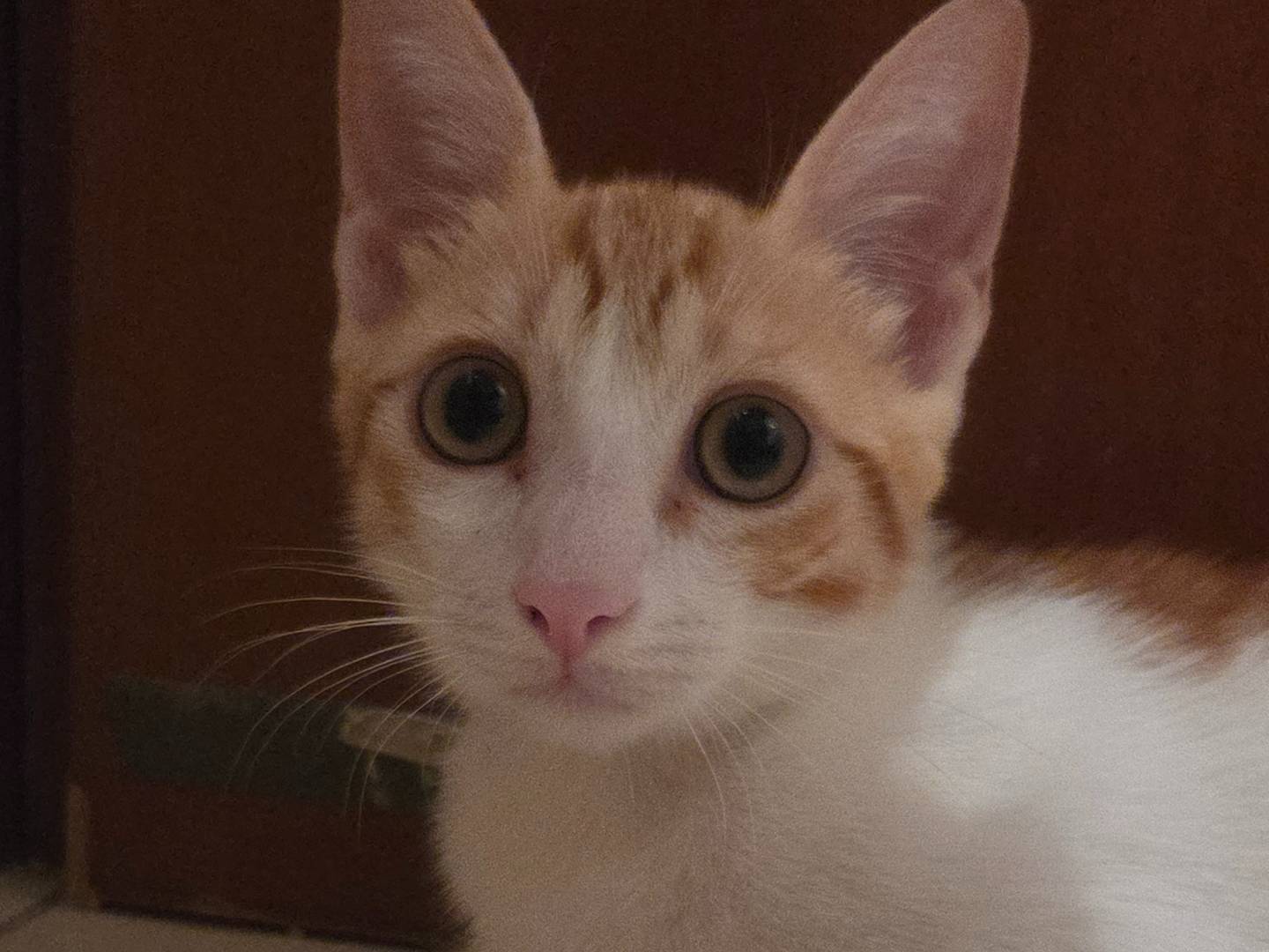 Adotta un gatto, taglia non valida, maschio, Parma