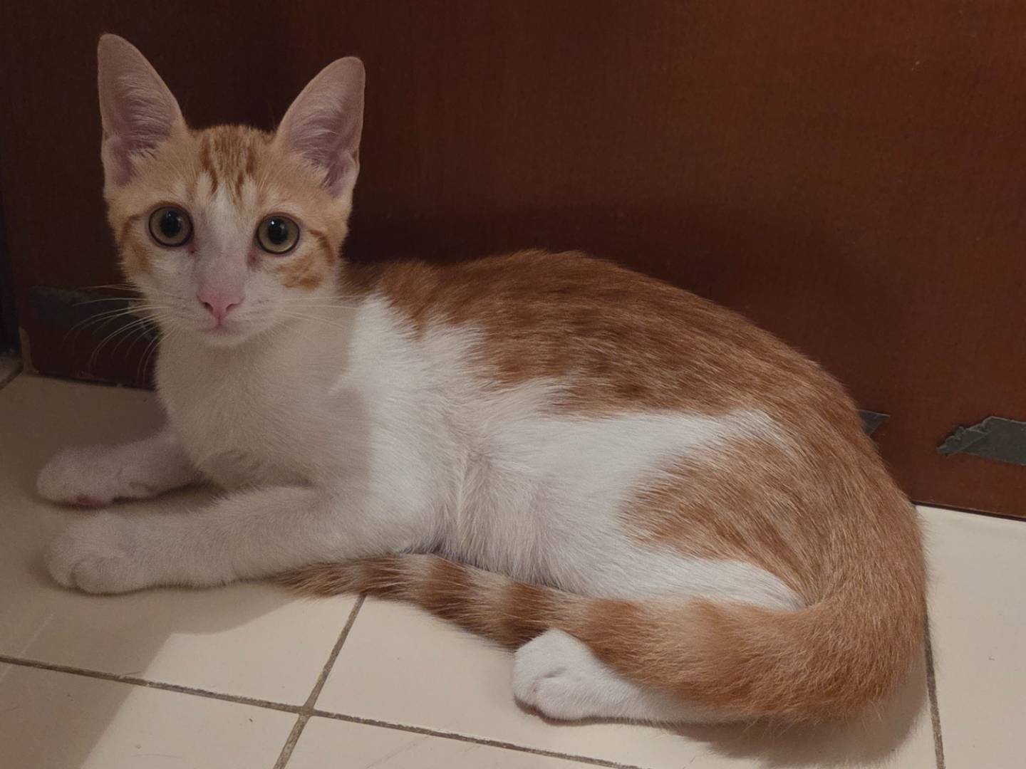 Adotta un gatto, maschio, 4 mesi, Parma