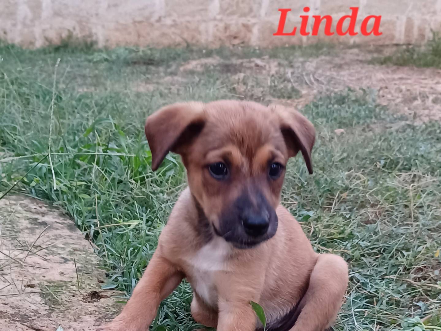 Adozione cane, femmina, Razza sconosciuta Razza sconosciuta, 2 mesi, taglia media contenuta, Firenze