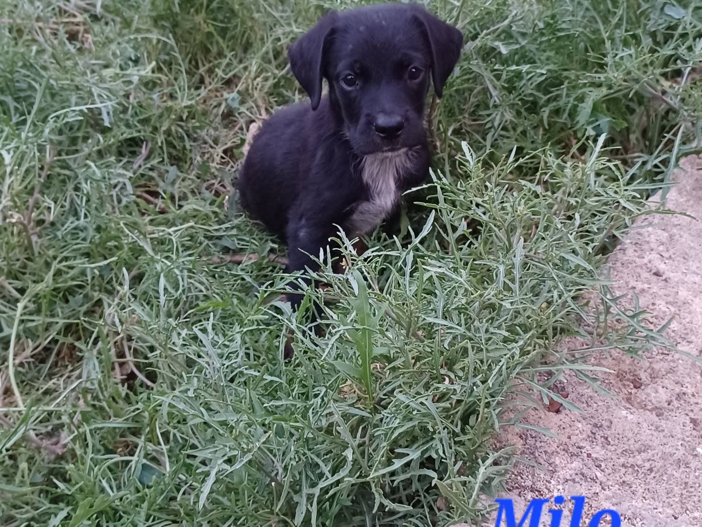 Adotta un cane, femmina, 2 mesi, Firenze