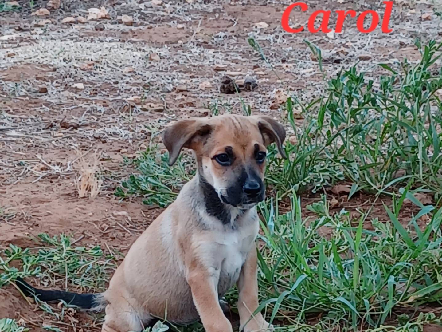 Adotta un cane, taglia media contenuta, femmina, Firenze