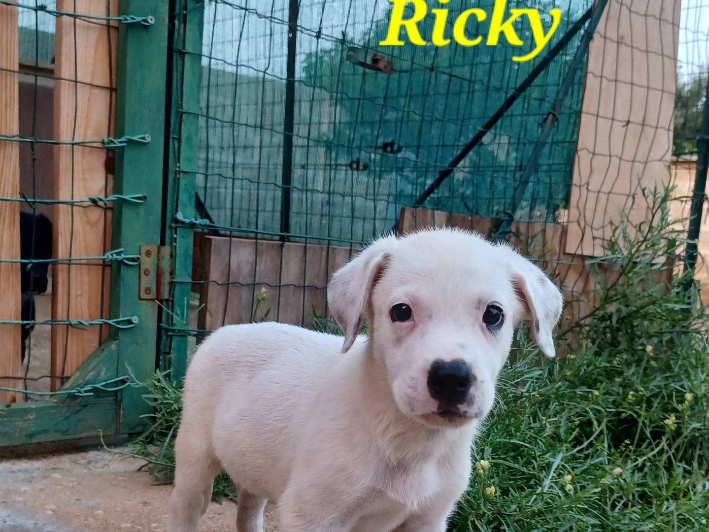 Vuoi adottare un cane a Firenze?