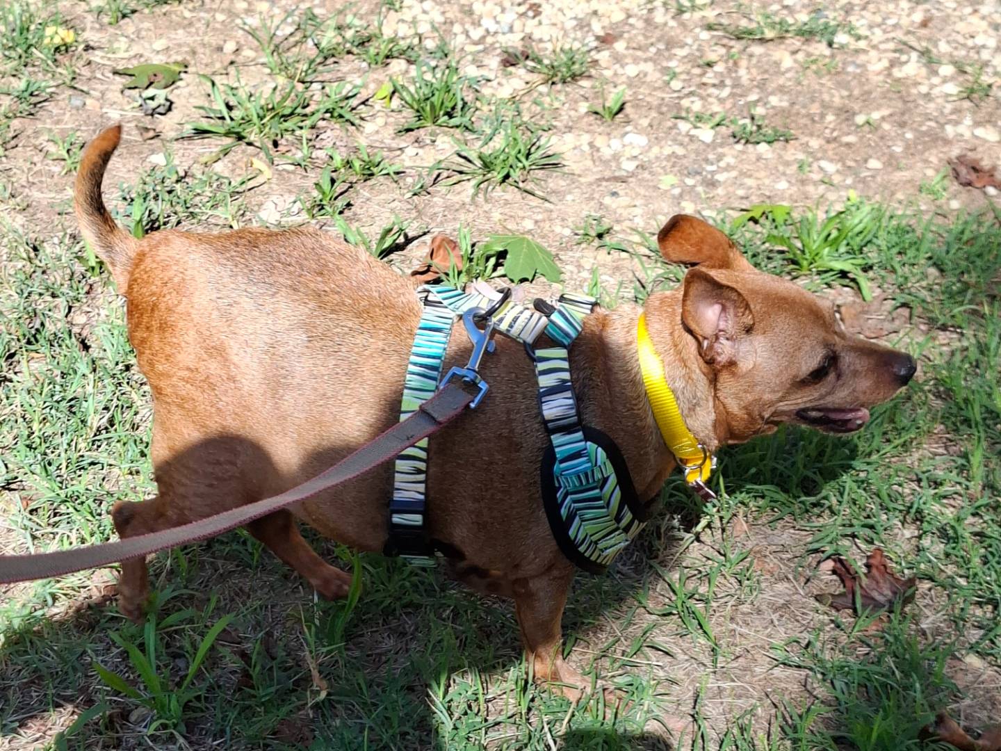 Adotta un cane, femmina, 11 anni, Asti