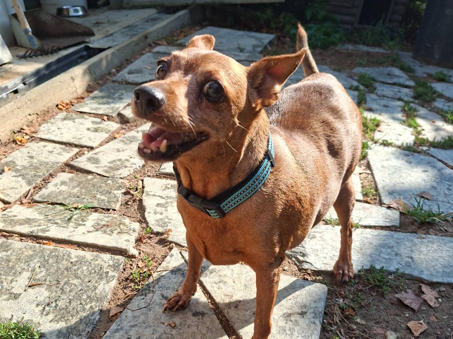 Adozione cane, femmina, Pinscher Razza sconosciuta, 11 anni, taglia piccola, Asti
