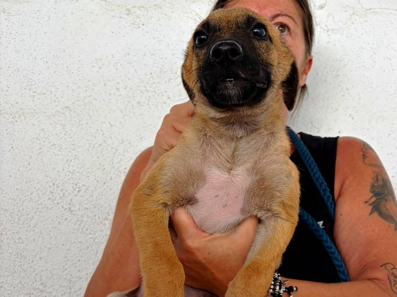 Adozione cane, femmina, Pastore Belga Malinois Razza sconosciuta, 4 mesi, taglia media, Bari