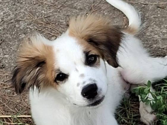 Adozione cane, maschio, Razza sconosciuta Razza sconosciuta, 5 mesi, taglia media, Crotone