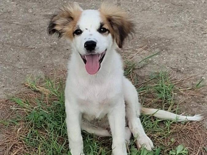Adotta un cane, maschio, 5 mesi, Crotone
