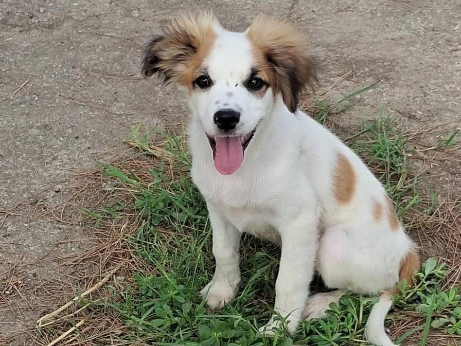 Adotta un cane, taglia media, maschio, Crotone