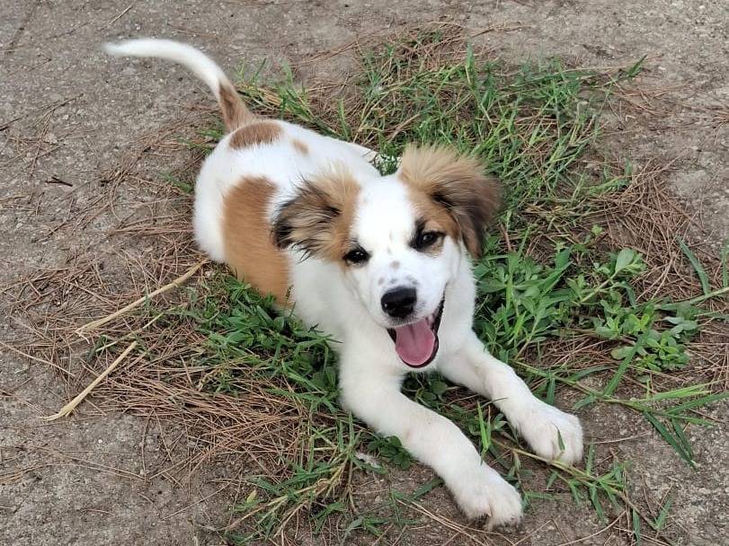 Vuoi adottare un cane a Crotone?