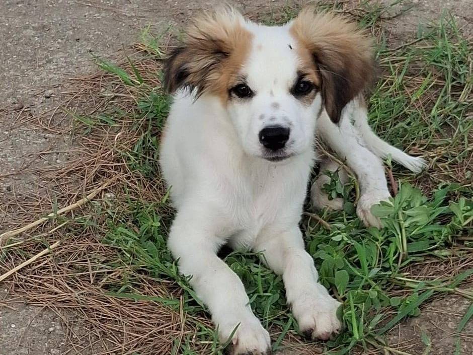 Adotta il cane Oro a Crotone