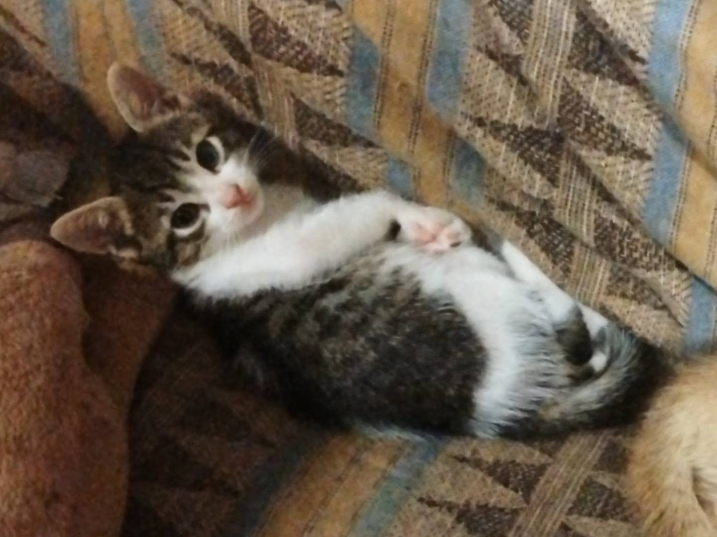 Adozione gatto, maschio, Razza sconosciuta Razza sconosciuta, 3 mesi, taglia non valida, Roma