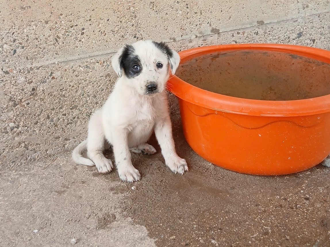 Adozione cane, femmina, Razza sconosciuta Razza sconosciuta, 1 anno e 3 mesi, taglia media, Cosenza