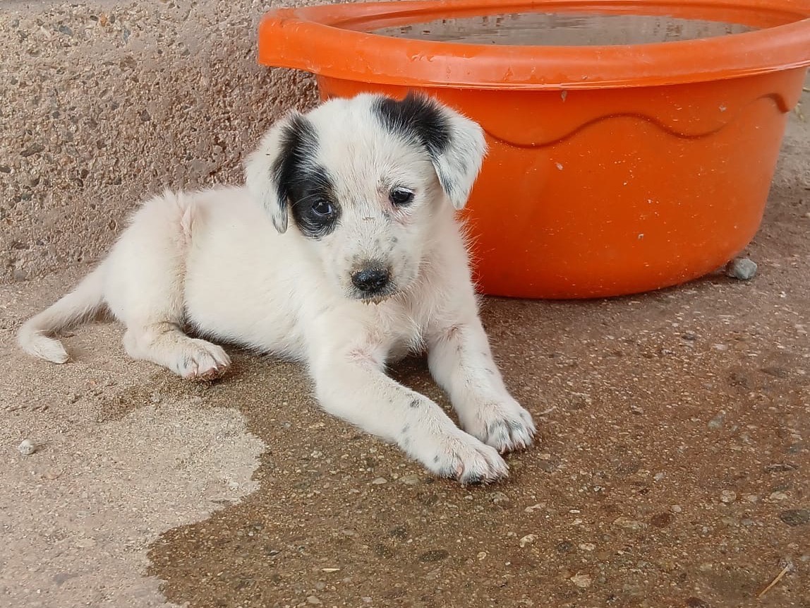 Adotta un cane, femmina, 1 anno e 3 mesi, Cosenza