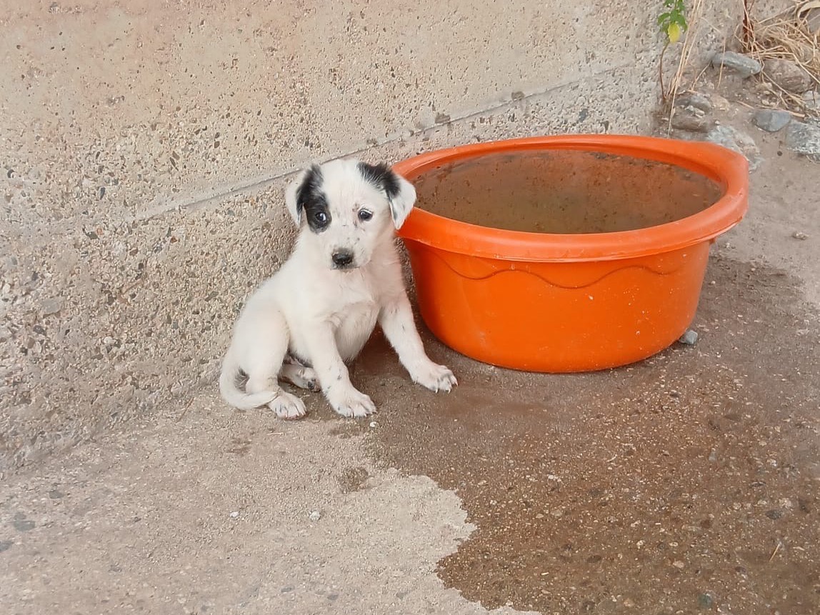 Adotta un cane, taglia media, femmina, Cosenza