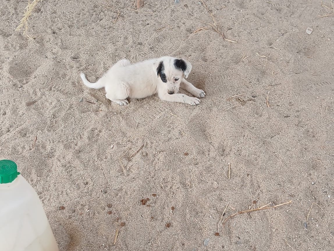 Vuoi adottare un cane a Cosenza?