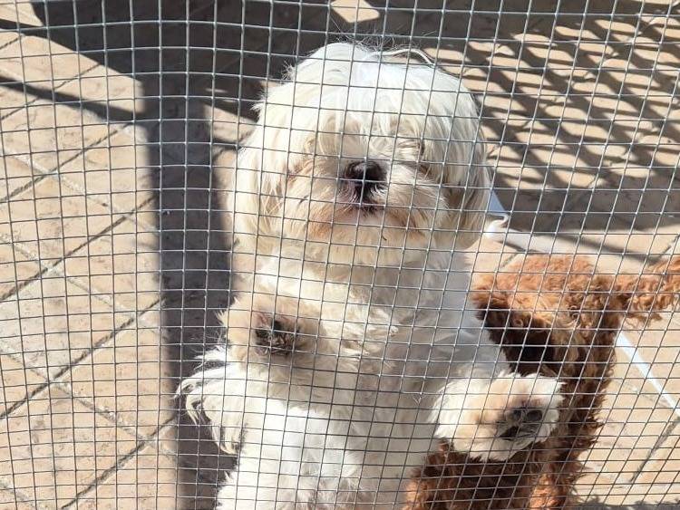 Adozione cane, maschio, Maltese Razza sconosciuta, 3 anni e 4 mesi, taglia piccola, Varese