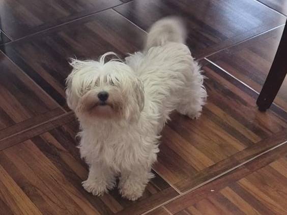 Adozione cane, femmina, Maltese Razza sconosciuta, 3 anni e 4 mesi, taglia piccola, Varese
