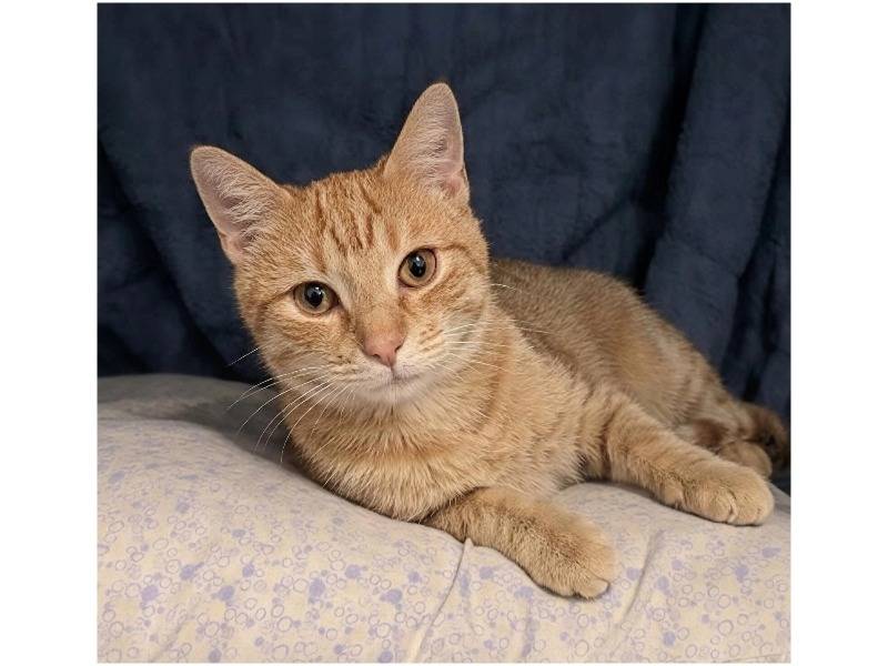 Adotta un gatto, taglia non valida, maschio, Potenza