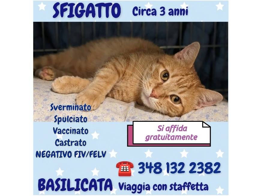 Foto 3 dell'animale