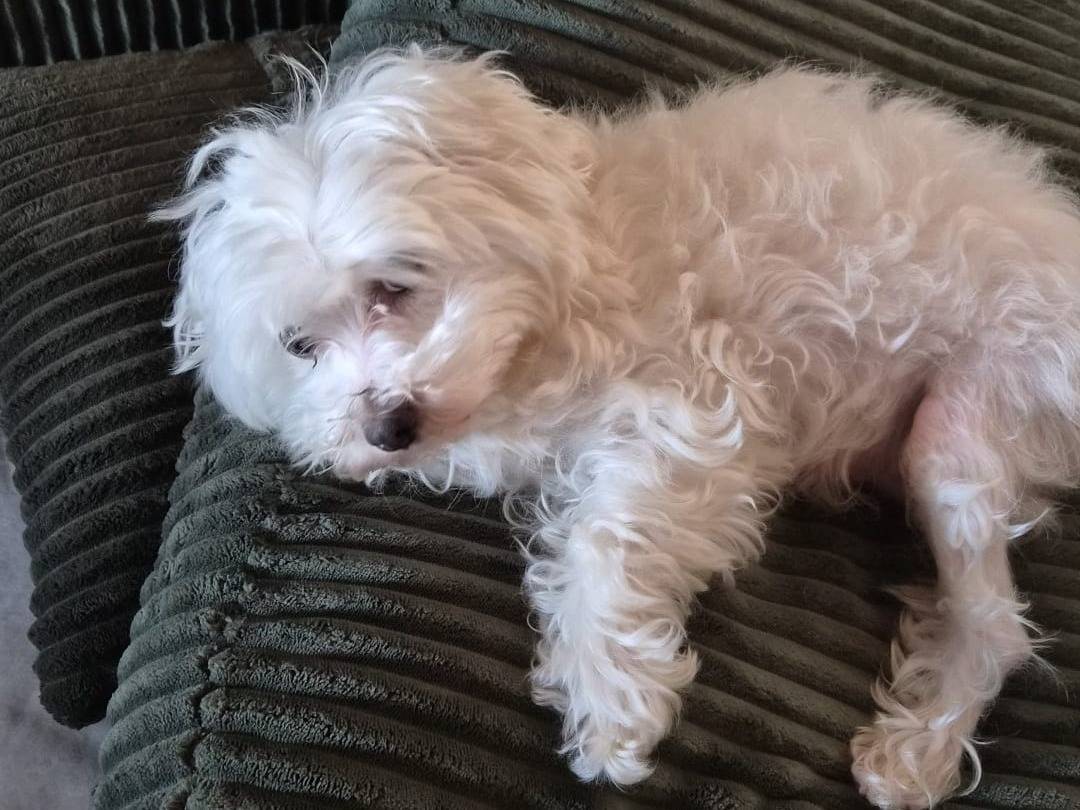 Adozione cane, femmina, Maltese Razza sconosciuta, 6 anni e 11 mesi, taglia piccola, Varese